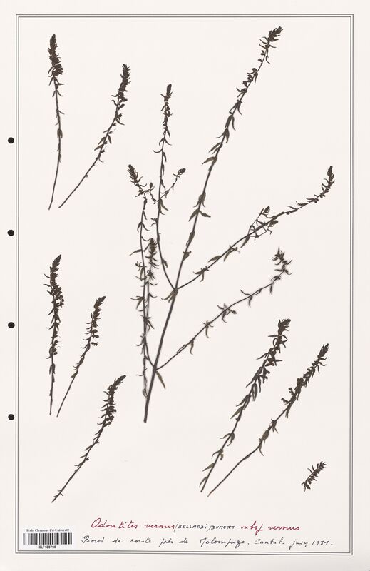 Odontites vernus  (Orobanchaceae)