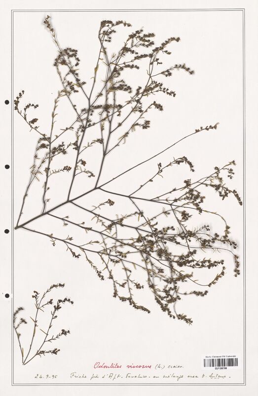 Odontites viscosus  (Orobanchaceae)