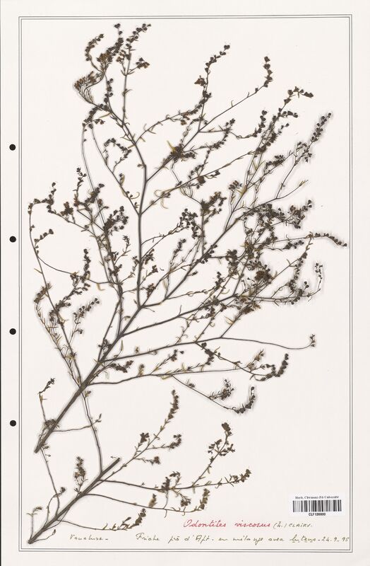 Odontites viscosus  (Orobanchaceae)