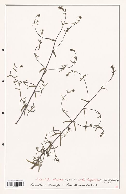 Odontites viscosus  (Orobanchaceae)