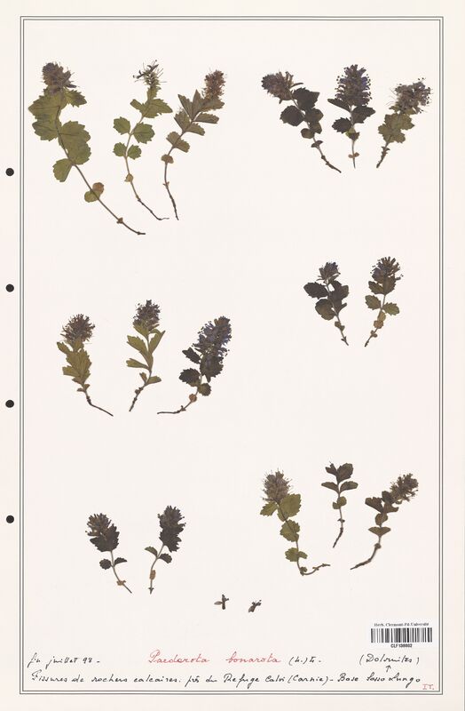 Paedorata bonarota  (Plantaginaceae)