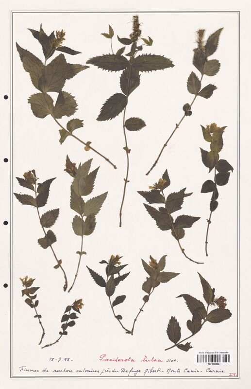 Paedorata lutea  (Plantaginaceae)