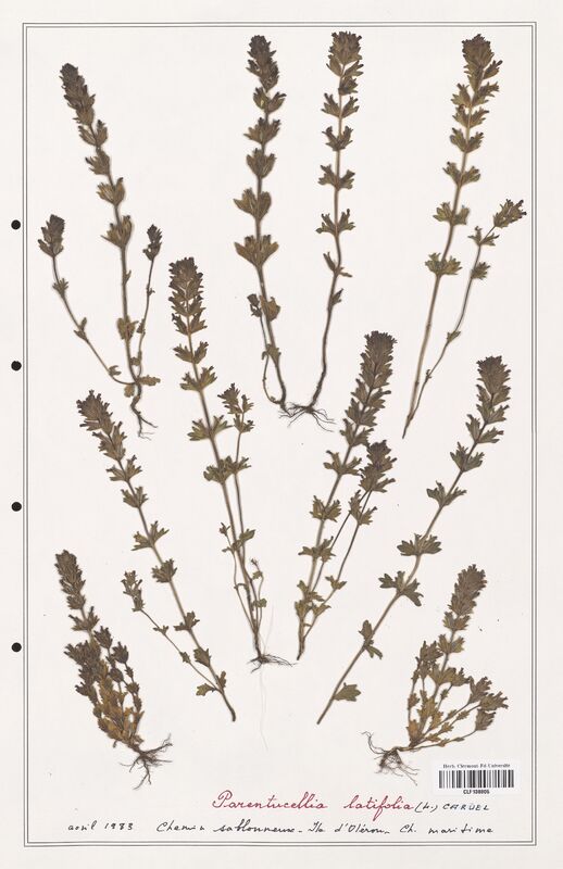 Parentucellia latifolia  (Orobanchaceae)