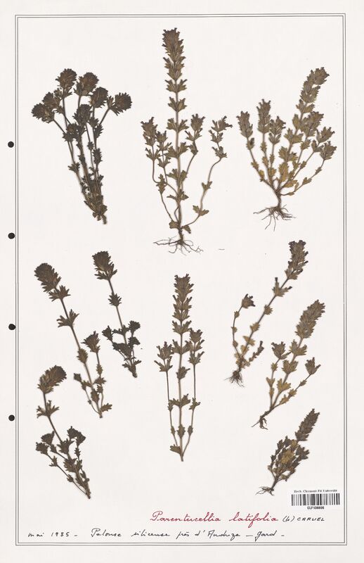 Parentucellia latifolia  (Orobanchaceae)