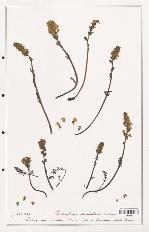 Pedicularis adscendens  (Orobanchaceae)