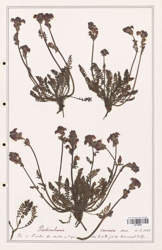 Pedicularis cenisia  (Orobanchaceae)