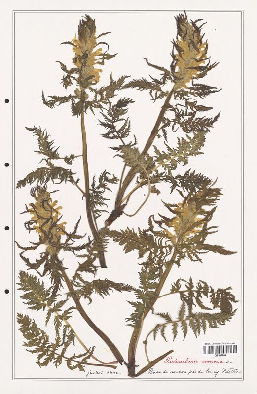 Pedicularis comosa  (Orobanchaceae)