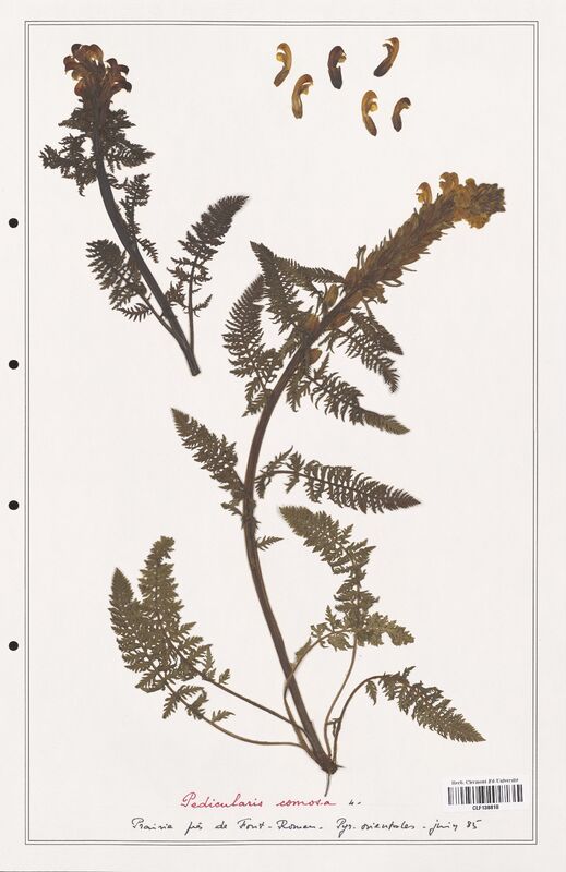 Pedicularis comosa  (Orobanchaceae)