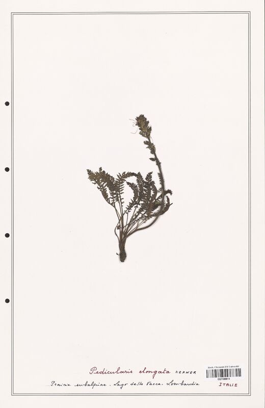 Pedicularis elongata  (Orobanchaceae)