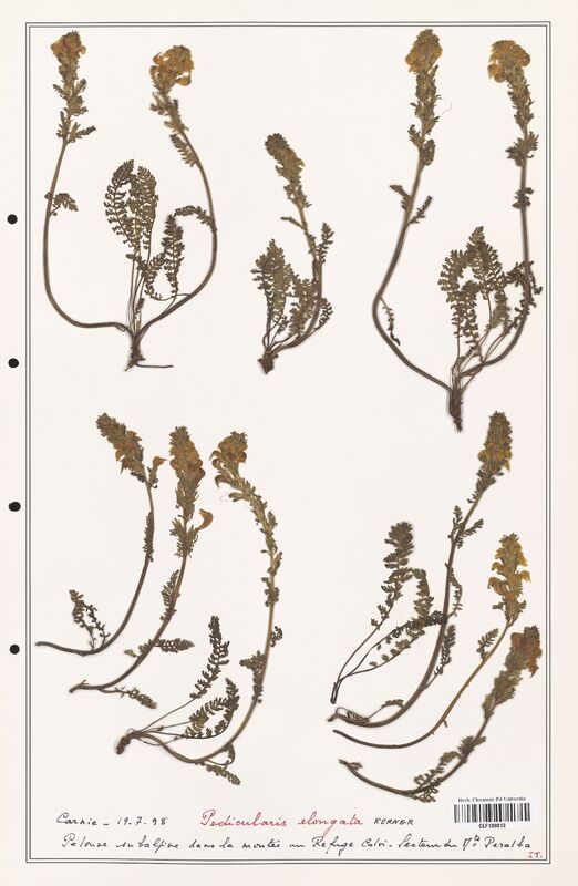 Pedicularis elongata  (Orobanchaceae)