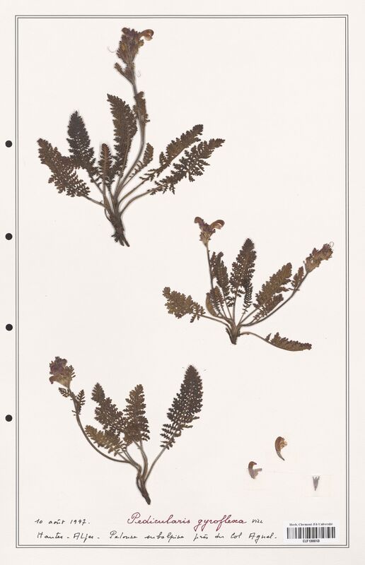 Pedicularis gyroflexa  (Orobanchaceae)