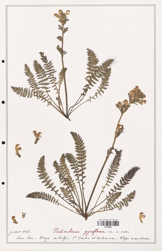 Pedicularis gyroflexa  (Orobanchaceae)