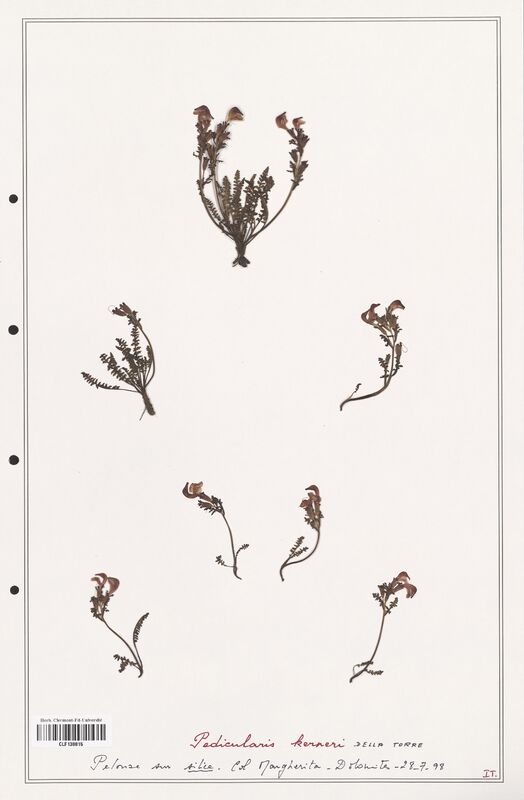 Pedicularis kerneri  (Orobanchaceae)