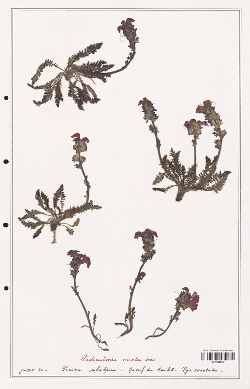 Pedicularis mixta  (Orobanchaceae)