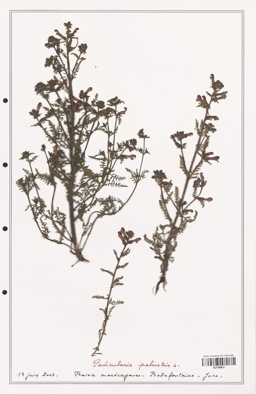 Pedicularis palustris  (Orobanchaceae)