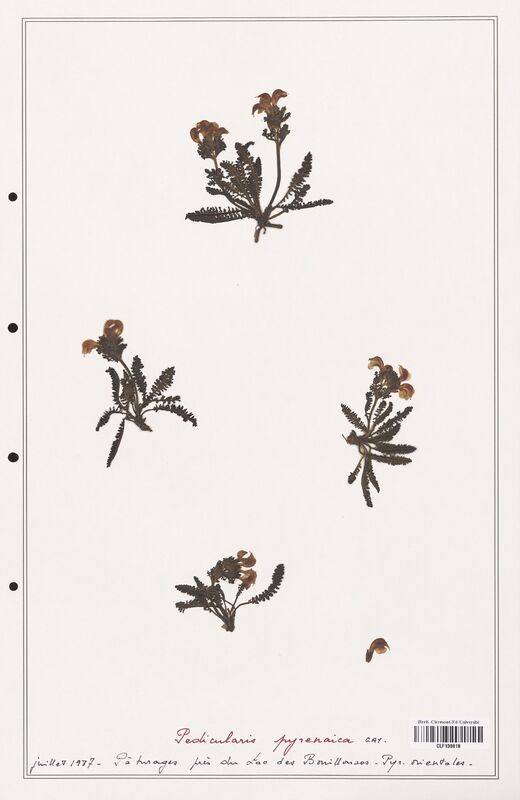 Pedicularis pyrenaica  (Orobanchaceae)