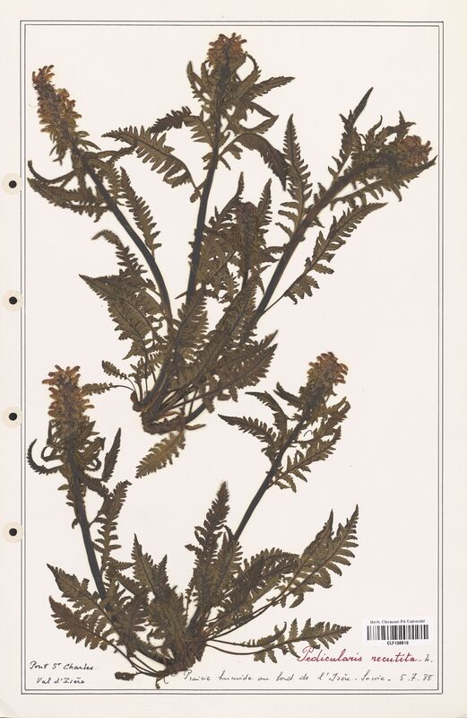 Pedicularis recutita  (Orobanchaceae)