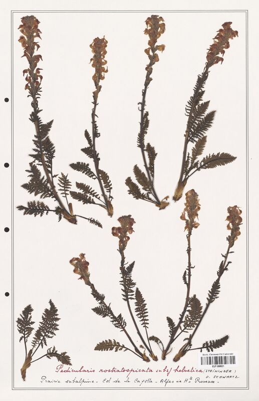 Pedicularis rostratospicata  (Orobanchaceae)