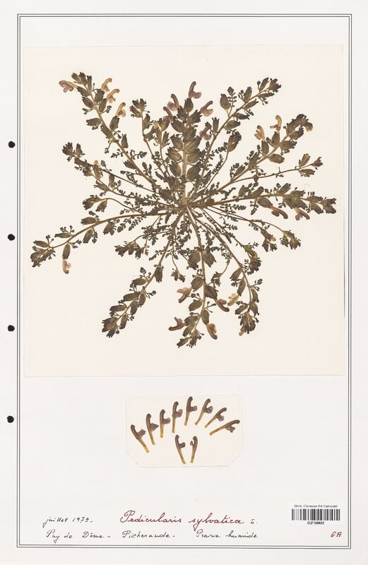 Pedicularis sylvatica  (Orobanchaceae)