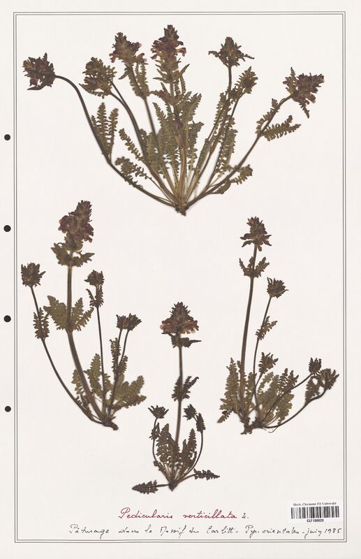 Pedicularis verticillata  (Orobanchaceae)