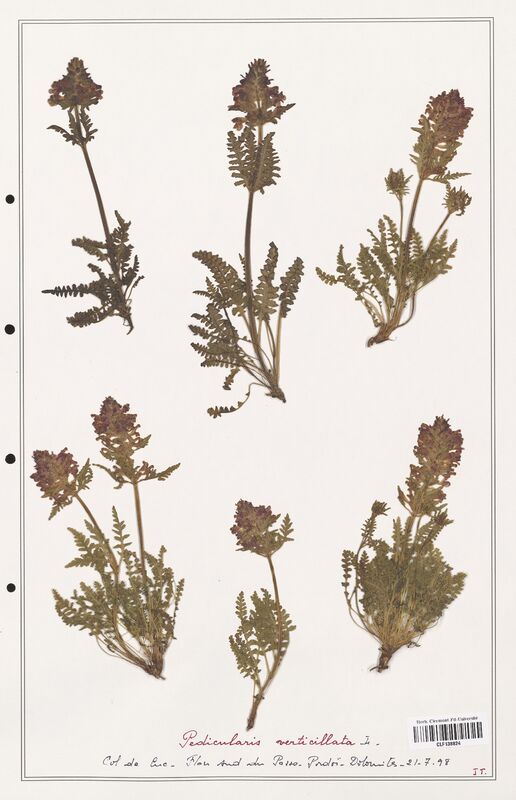 Pedicularis verticillata  (Orobanchaceae)