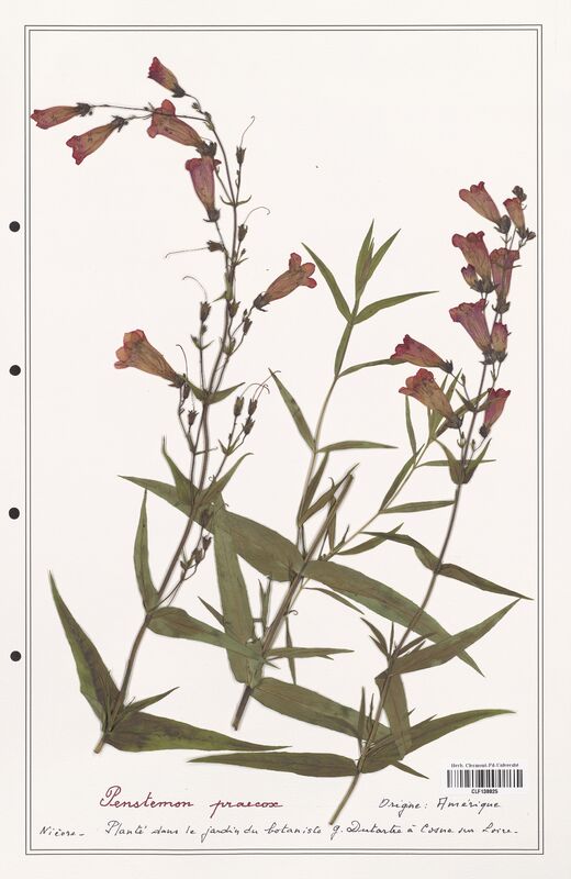 Penstemon praecox  (Plantaginaceae)