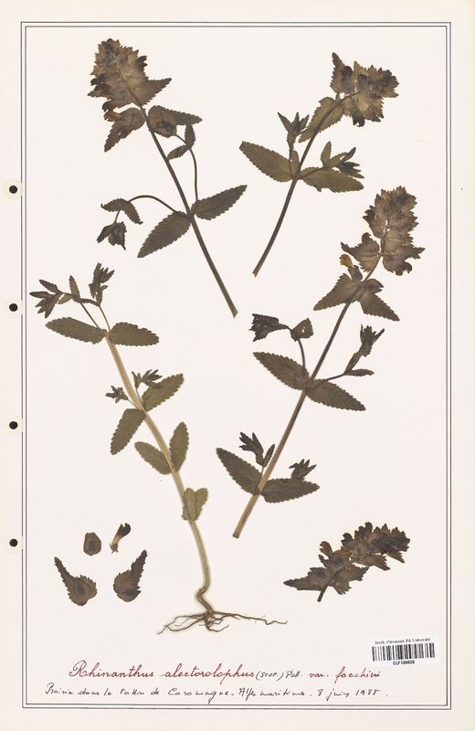 Rhinanthus alectorolophus  (Orobanchaceae)