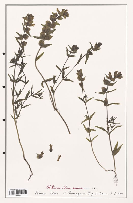 Rhinanthus minor  (Orobanchaceae)