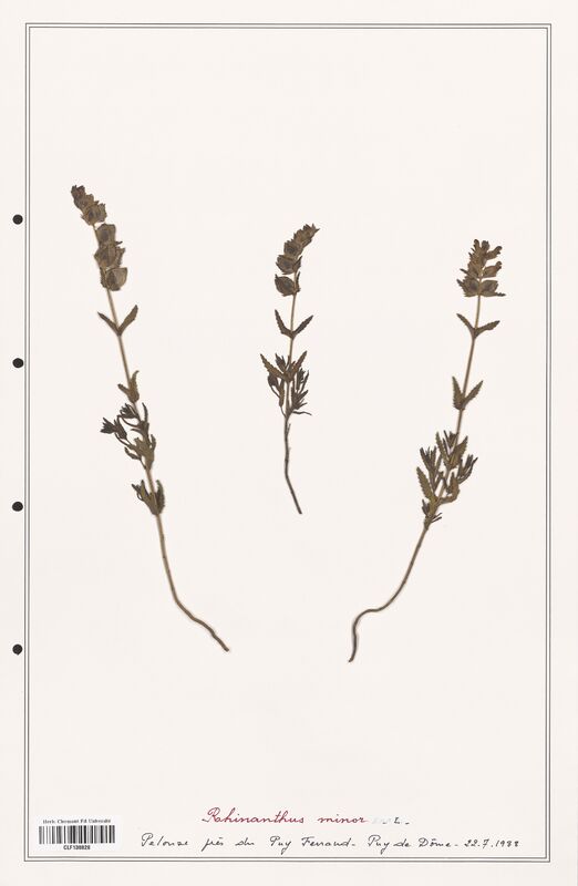Rhinanthus minor  (Orobanchaceae)