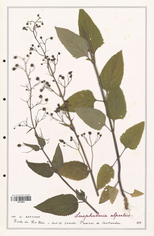 Scrophularia alpestris  (Scrophulariaceae)