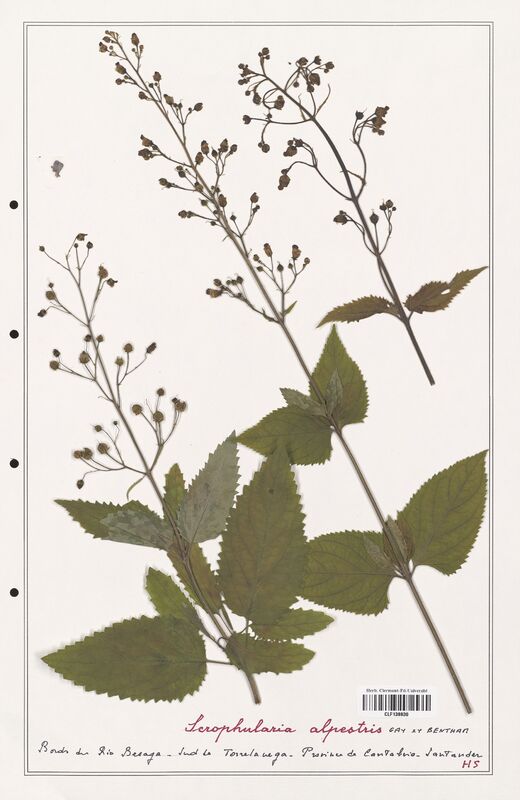 Scrophularia alpestris  (Scrophulariaceae)