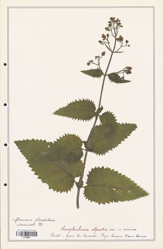Scrophularia alpestris  (Scrophulariaceae)