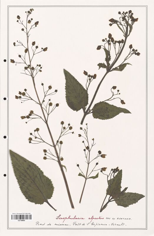Scrophularia alpestris  (Scrophulariaceae)
