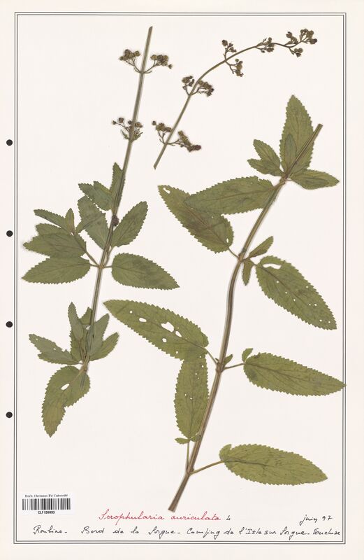 Scrophularia auriculata  (Scrophulariaceae)