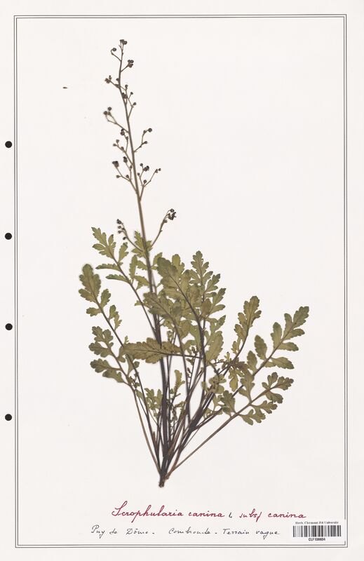 Scrophularia canina  (Scrophulariaceae)