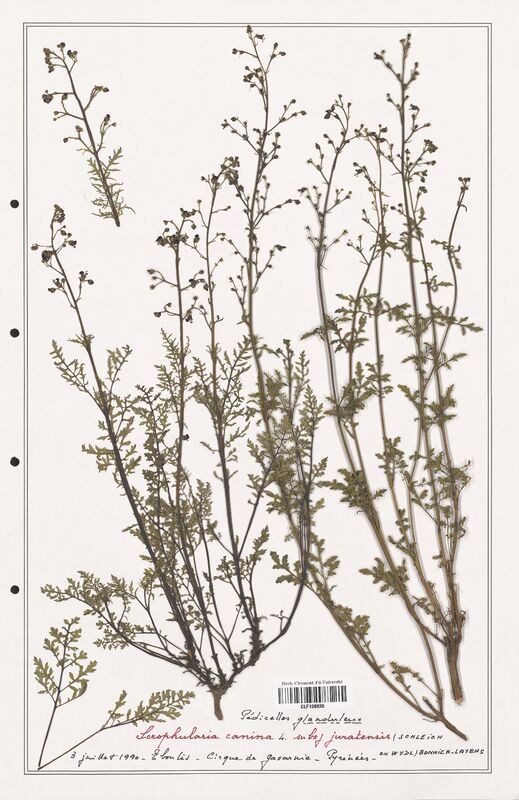 Scrophularia canina  (Scrophulariaceae)