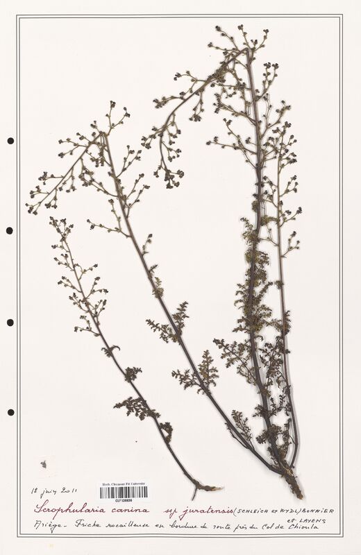 Scrophularia canina  (Scrophulariaceae)