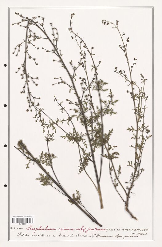 Scrophularia canina  (Scrophulariaceae)