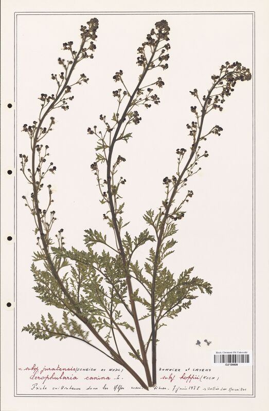 Scrophularia canina  (Scrophulariaceae)