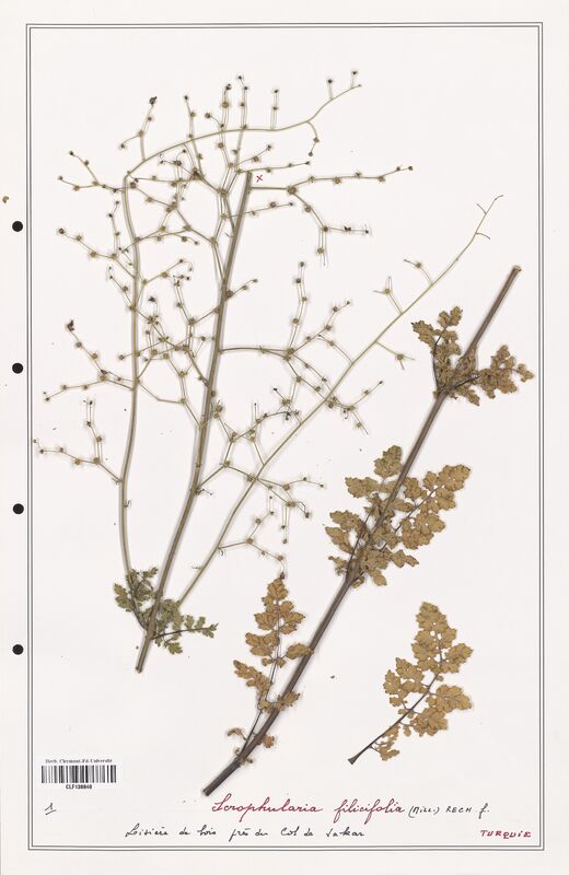Scrophularia filicifolia  (Scrophulariaceae)