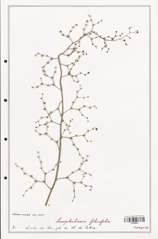 Scrophularia filicifolia  (Scrophulariaceae)