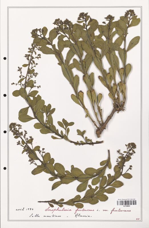 Scrophularia frutescens  (Scrophulariaceae)