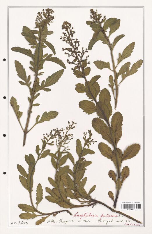 Scrophularia frutescens  (Scrophulariaceae)
