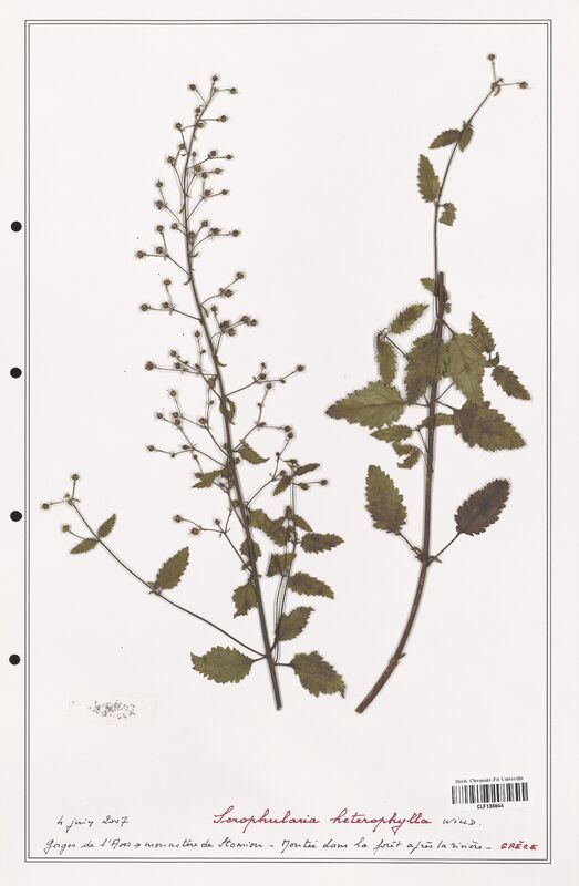 Scrophularia heterophylla  (Scrophulariaceae)