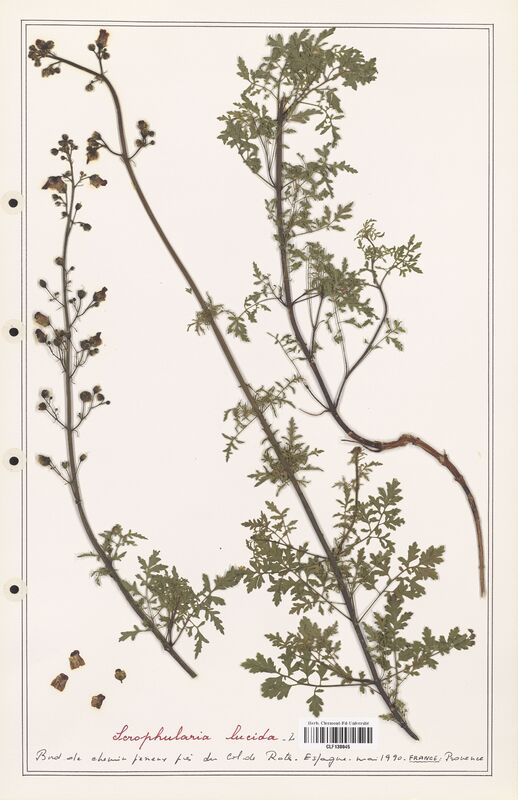 Scrophularia lucida  (Scrophulariaceae)