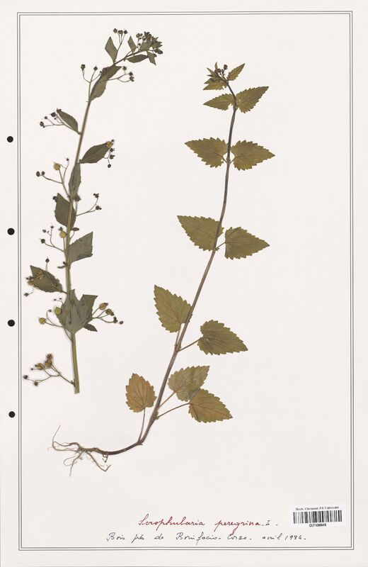 Scrophularia peregrina  (Scrophulariaceae)
