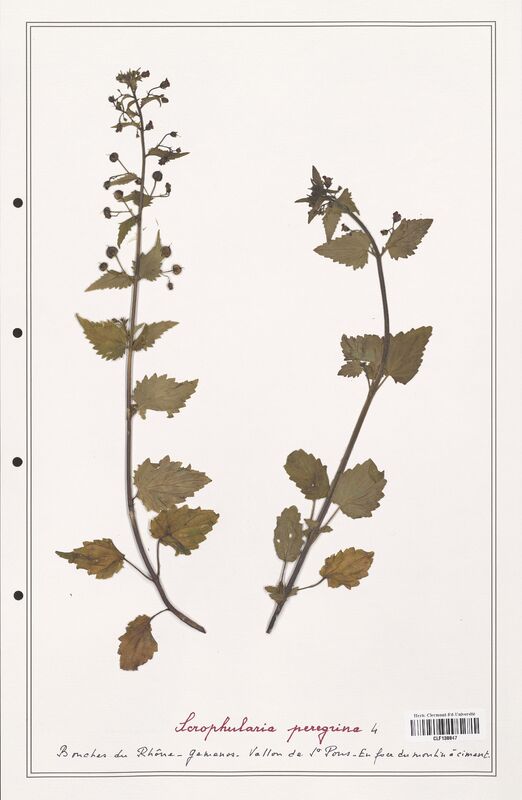 Scrophularia peregrina  (Scrophulariaceae)