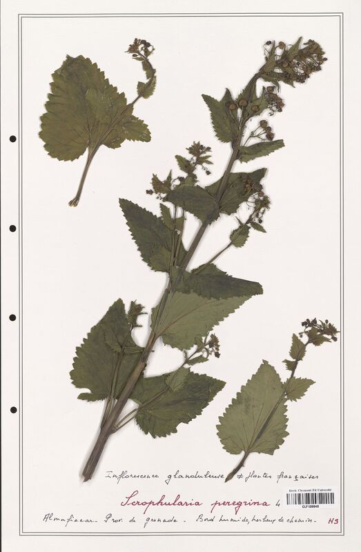 Scrophularia peregrina  (Scrophulariaceae)