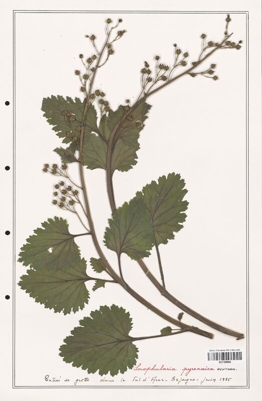 Scrophularia pyrenaica  (Scrophulariaceae)