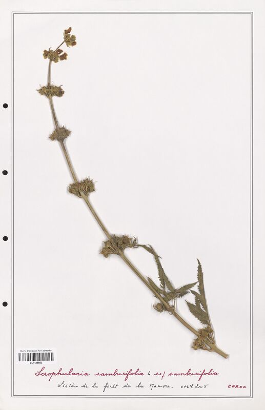 Scrophularia sambucifolia  (Scrophulariaceae)
